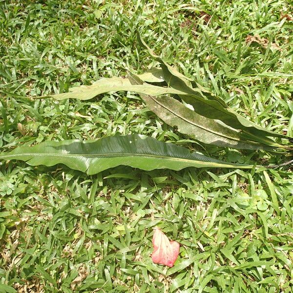 Asplenium africanum Buveinė