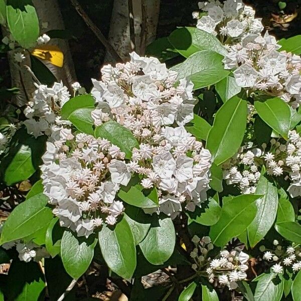 Kalmia latifolia Flor