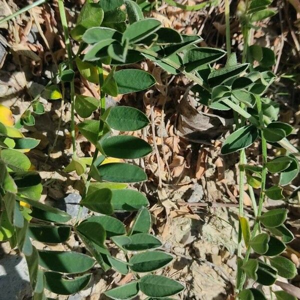 Onobrychis argentea Leaf