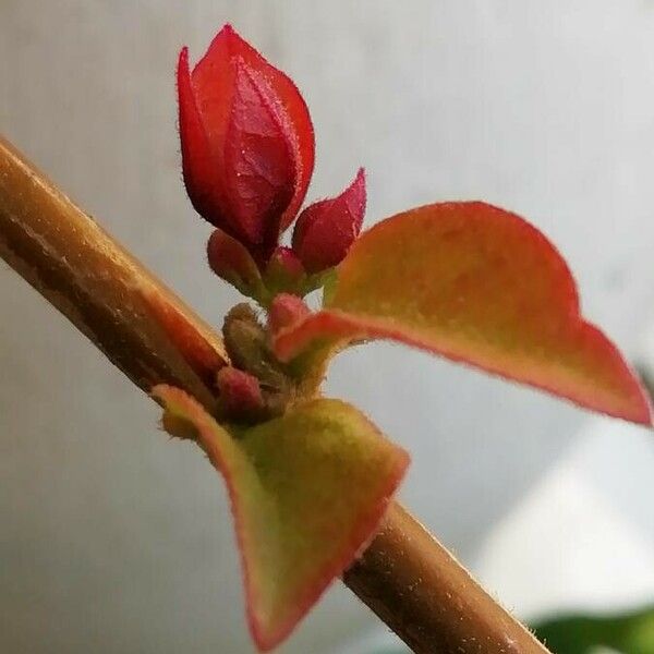 Bougainvillea spectabilis 葉