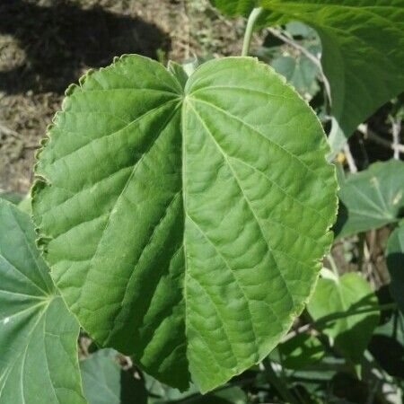 Abutilon exstipulare Ліст