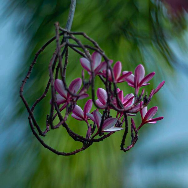 Plumeria rubra Fiore