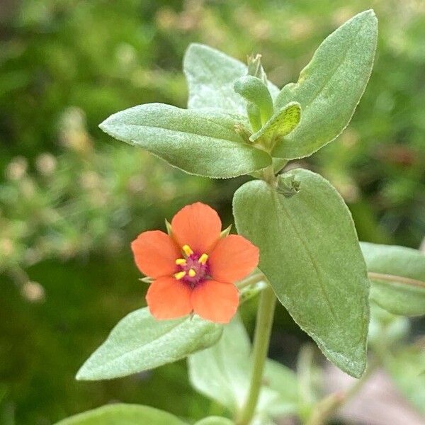 Lysimachia arvensis Blomst