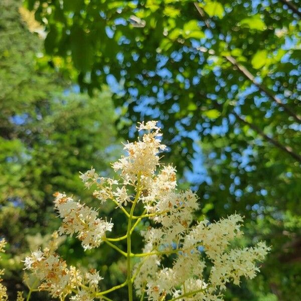 Syringa reticulata Blüte