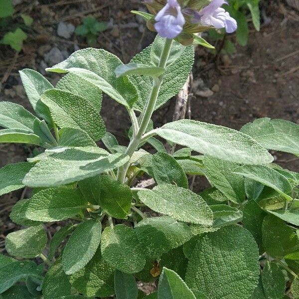 Salvia fruticosa Листок