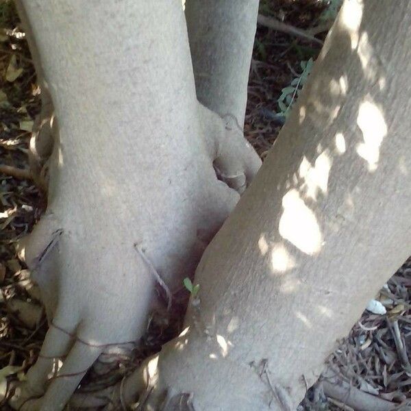 Ficus natalensis Bark
