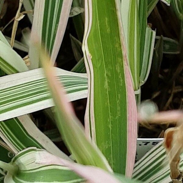 Phalaris arundinacea Feuille