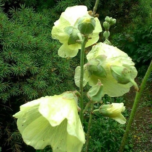 Alcea rosea फूल