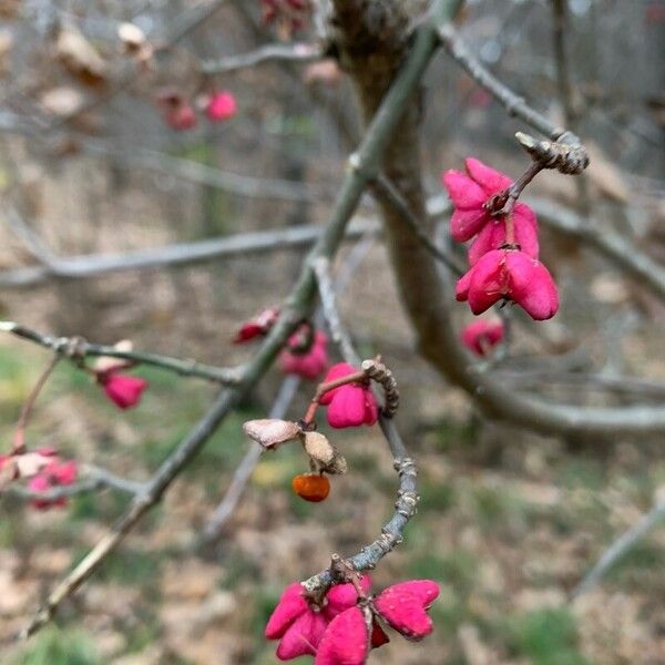 Euonymus atropurpureus Cvet