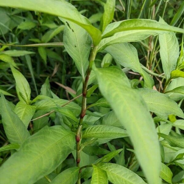 Persicaria hydropiper Φύλλο