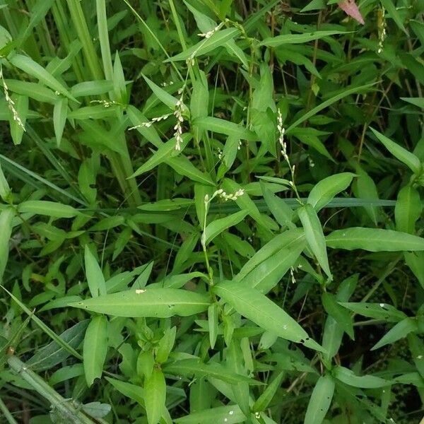 Persicaria hydropiper 葉