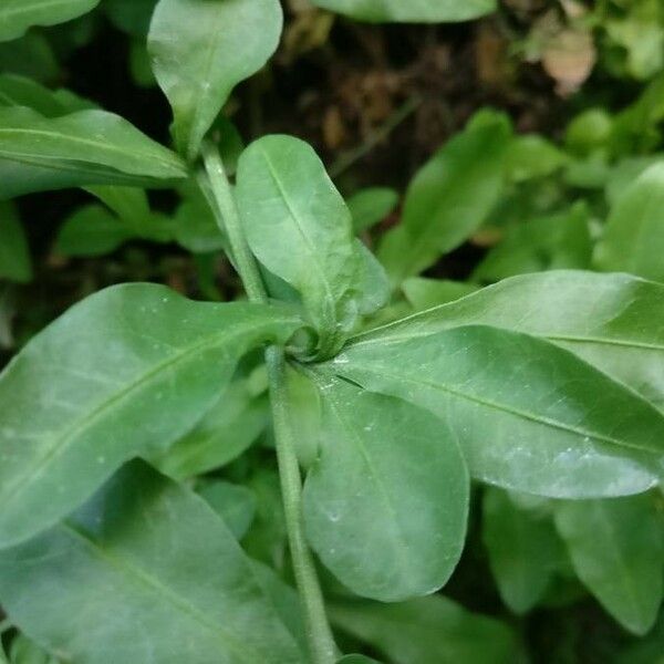 Plumbago auriculata Blatt