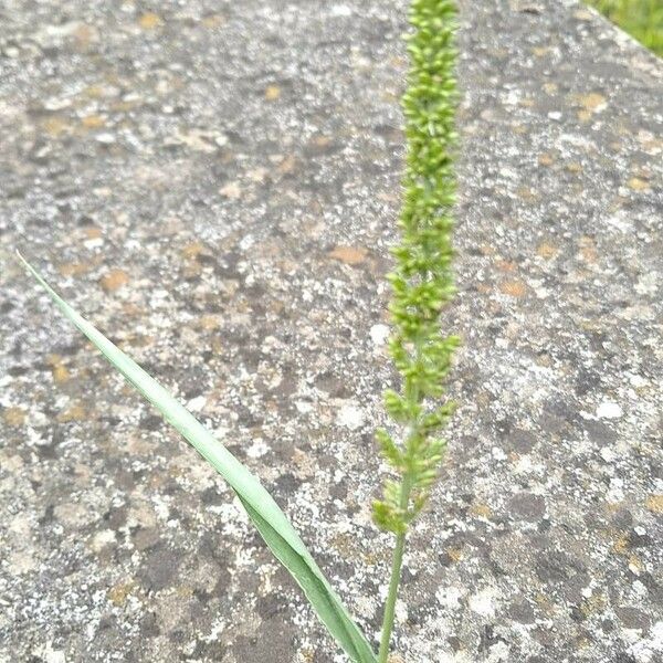 Setaria verticillata Φύλλο