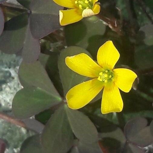 Oxalis corniculata Blomma