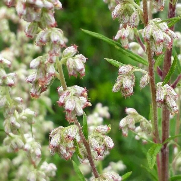 Artemisia vulgaris Цветок