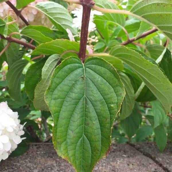 Hydrangea paniculata Leaf