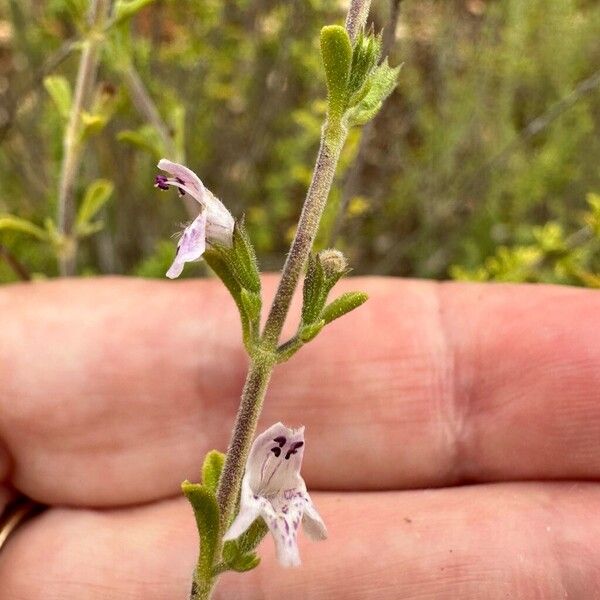 Satureja cuneifolia Flor