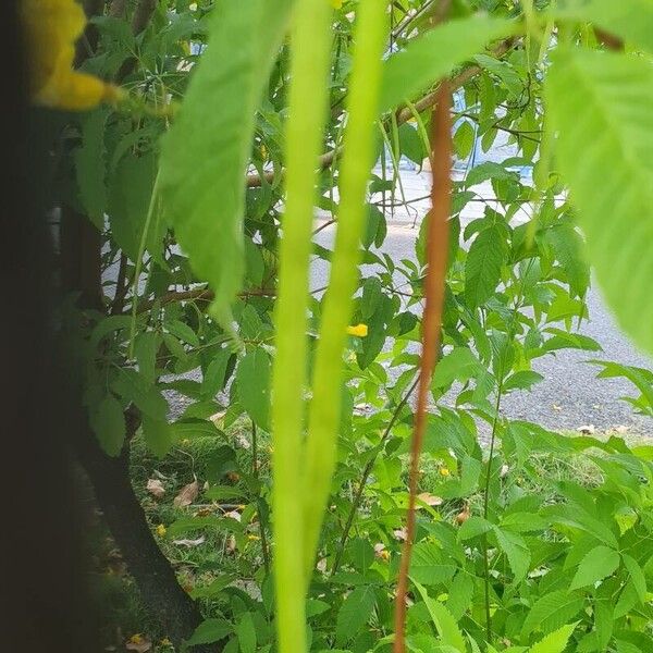 Tecoma stans Fruit