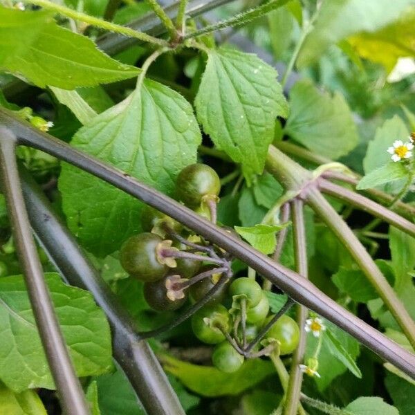 Solanum scabrum Fruct