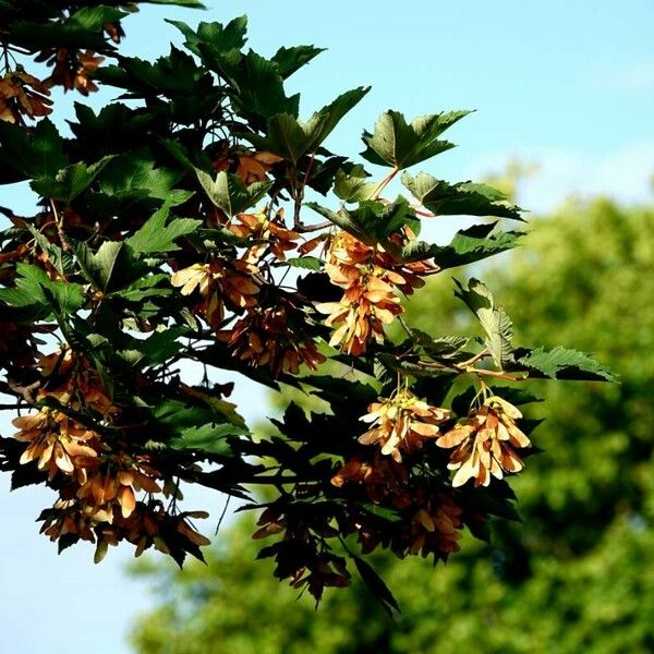 Acer tataricum Lehti