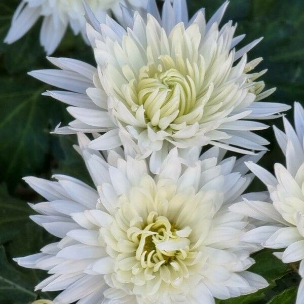 Chrysanthemum indicum 花