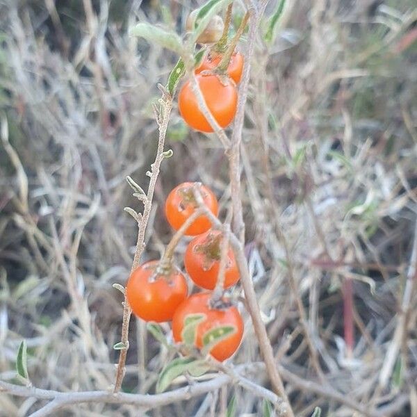 Solanum lanzae फल