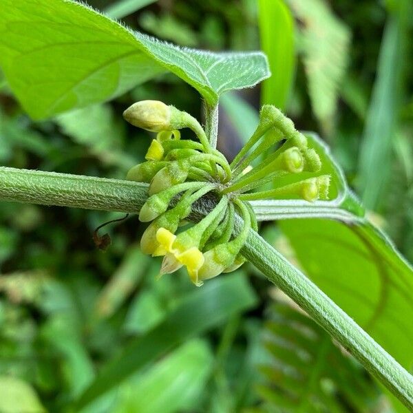 Witheringia solanacea Virág