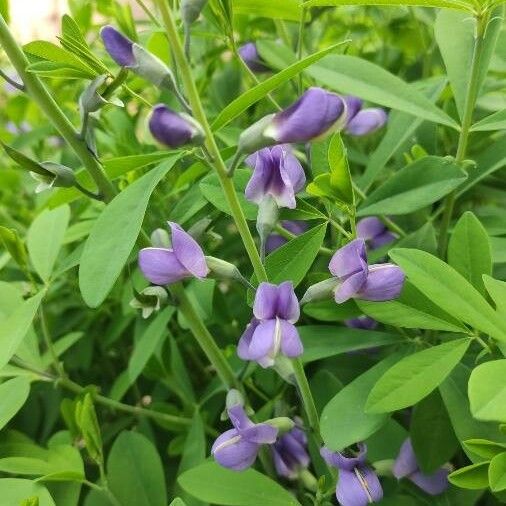 Baptisia australis 花