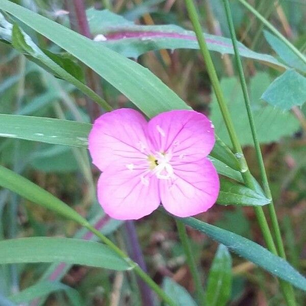 Oenothera rosea Floare