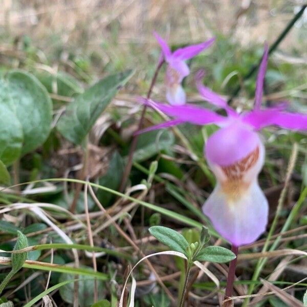 Calypso bulbosa Blüte