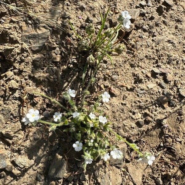 Cryptantha clevelandii Blomst