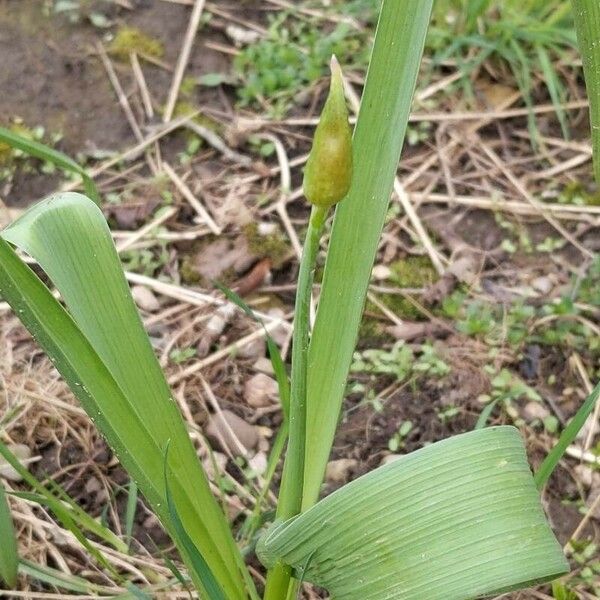 Allium canadense Hostoa