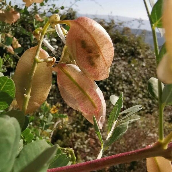 Colutea arborescens Φρούτο