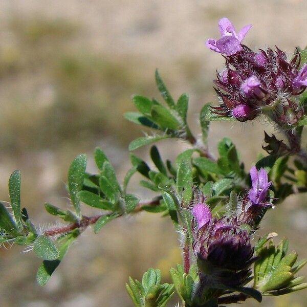 Thymus dolomiticus Beste bat