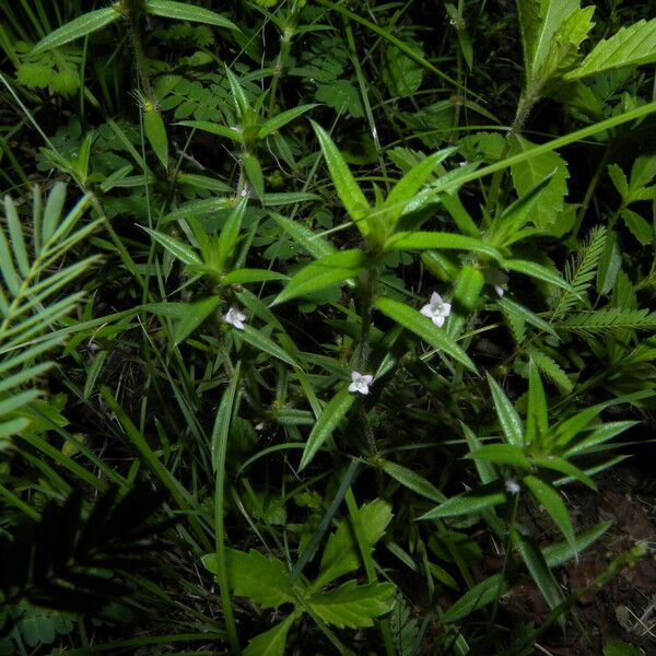 Hexasepalum teres Habit