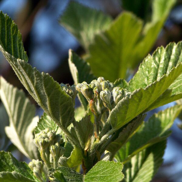 Sorbus aria Květ