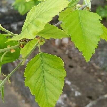 Betula nigra Leaf