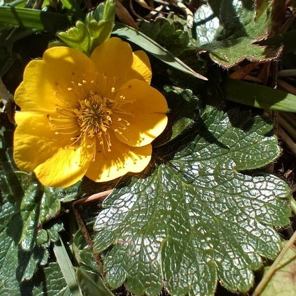 Ranunculus montanus Žiedas