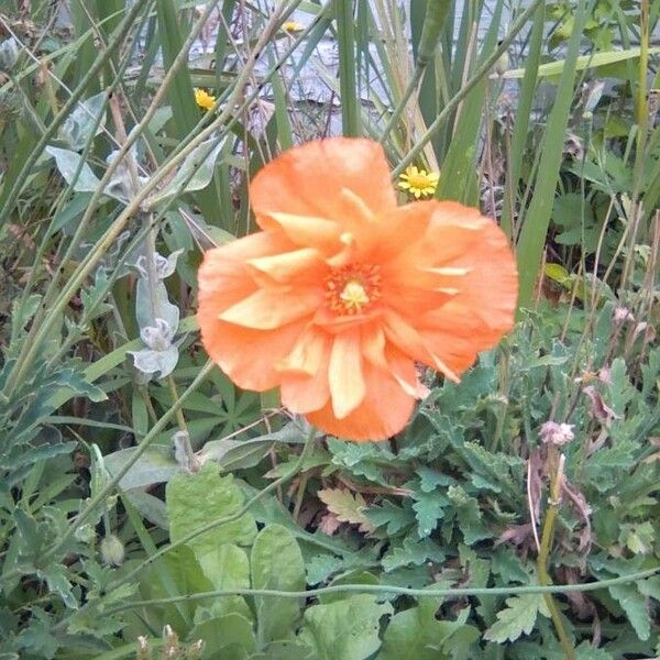 Papaver rupifragum Flower