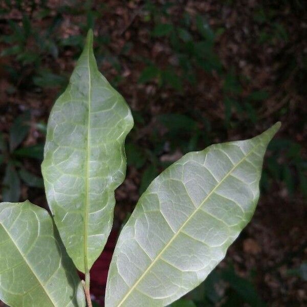 Brosimum oligandrum Leaf