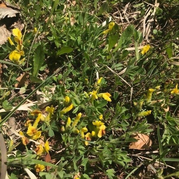 Cytisus hirsutus Habitatea