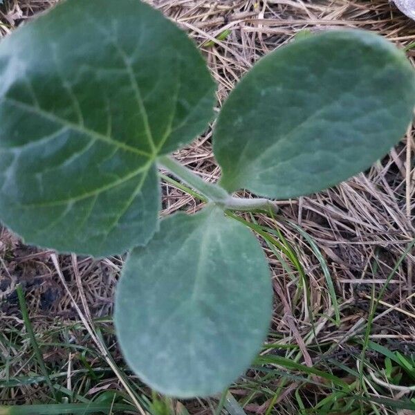 Cucurbita moschata Лист