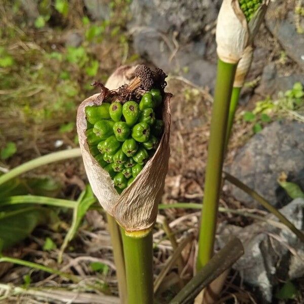 Arum dioscoridis Frucht