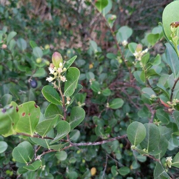 Chrysobalanus icaco Blomma