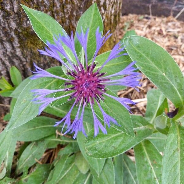 Centaurea triumfettii പുഷ്പം