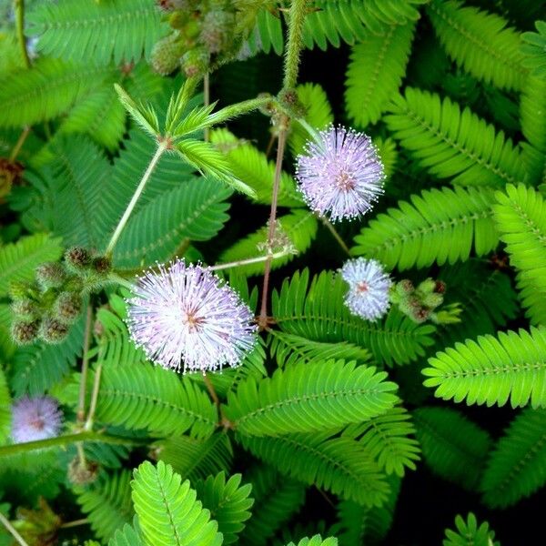 Mimosa pudica പുഷ്പം