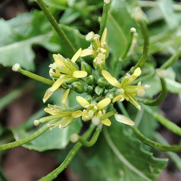 Sisymbrium irio Квітка