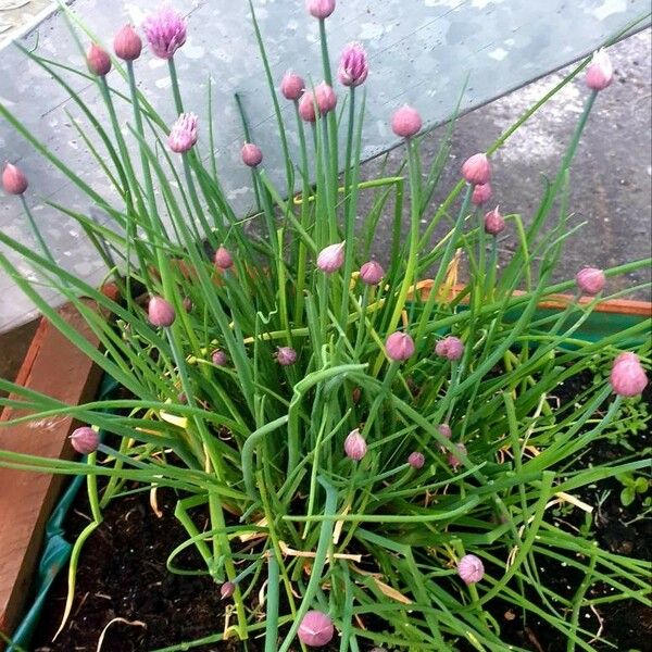 Allium schoenoprasum Flower