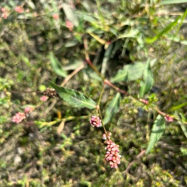 Polygonum persicaria Flower