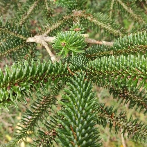 Abies pinsapo Lehti